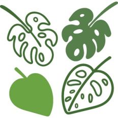 Monstera Leaves