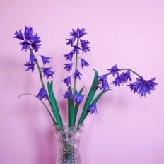 Bluebells