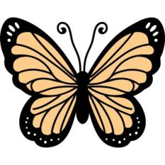 butterfly