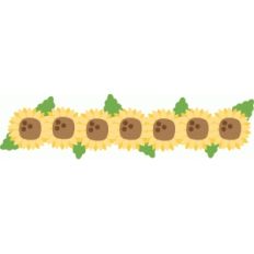 sunflower border