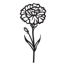 Carnation - January birth month flower