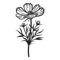 Cosmos - October birth month flower