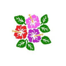Hibiscus flowers