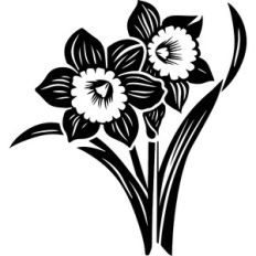 Daffodils