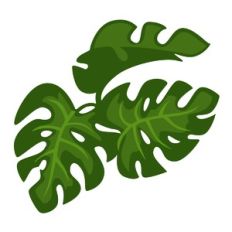 Tropical Leaves