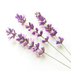 Sprig of Lavender