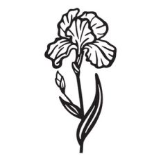 Iris - February birth month flower