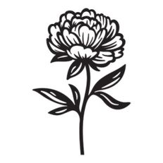 Peony - November birth month flower