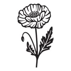 Poppy - August birth month flower