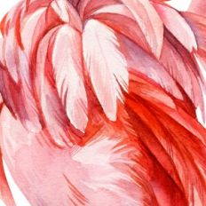 Watercolor Flamingo Feathers