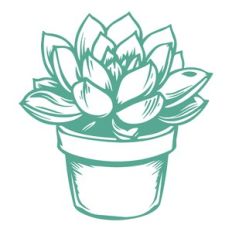 succulent plant