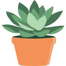 potted succulent