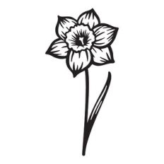 Daffodil - March birth month flower