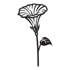 Morning glory - September birth month flower