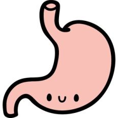 cute stomach
