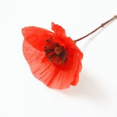 Poppy
