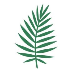 Palm leaf
