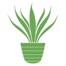 Aloe