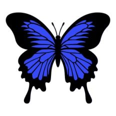 Blue Emperor Butterfly