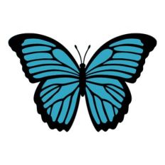 Blue Morpho Butterfly