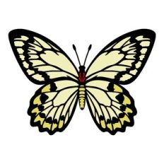Golden Birdwing Butterfly