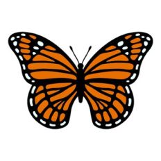 Monarch Butterfly