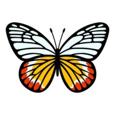 Painted Jezebel Butterfly