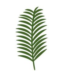 Tropical leaf