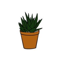 Agave Succulent