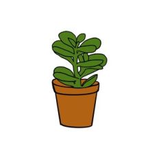 Bush Plant Succulent