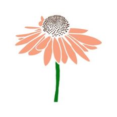 Cone Flower