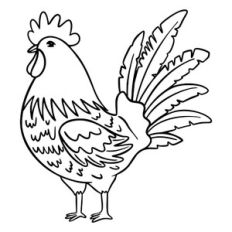 Cockerel