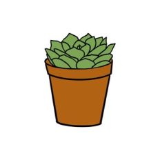Hen and Chicks Succulent