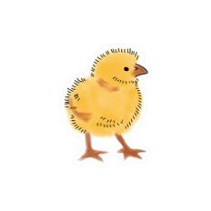 My Fuzzy Little Chick