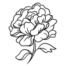 Peony flower