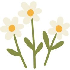 Daisies