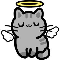 cute angel cat