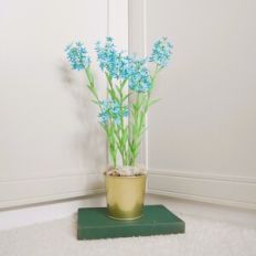 Amsonia Storm Cloud