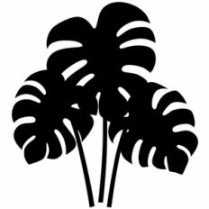 monstera leaves