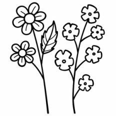 daisies