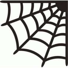 spider web