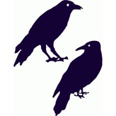 crows