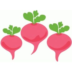 fresh vegetable - turnips