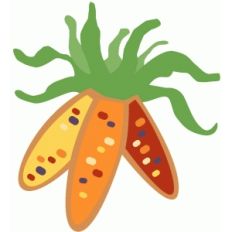 indian corn