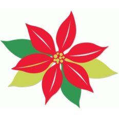 poinsettia