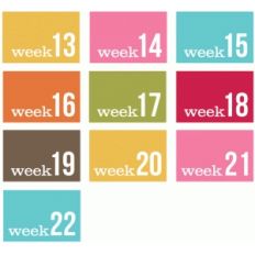 weeks 13-22