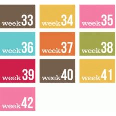 weeks 33-42