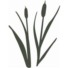 cat tails