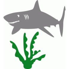 alga and shark