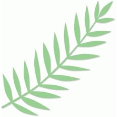 palm frond